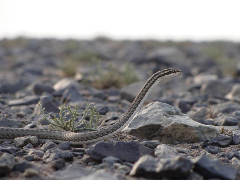 Psammophis lineolatus