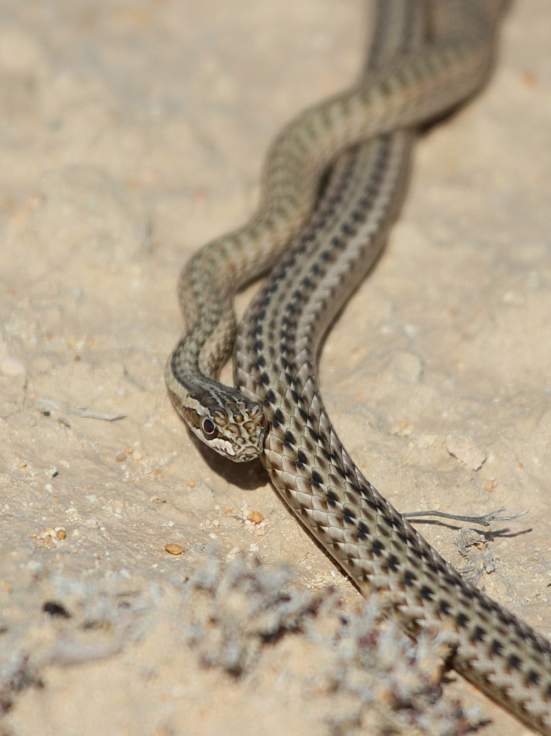 Psammophis lineolatus