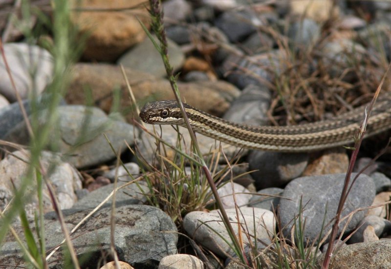 Psammophis lineolatus