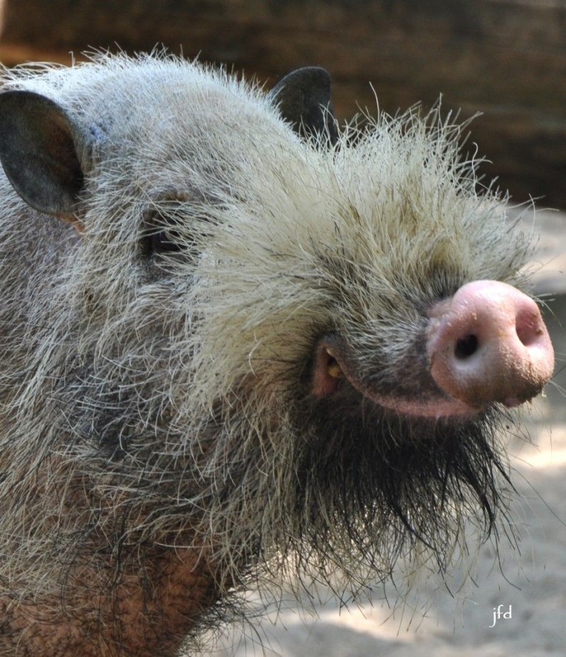 Бородатая свинья sus barbatus