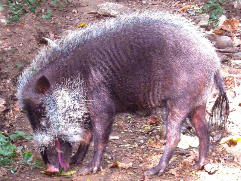 Бородатая свинья sus barbatus