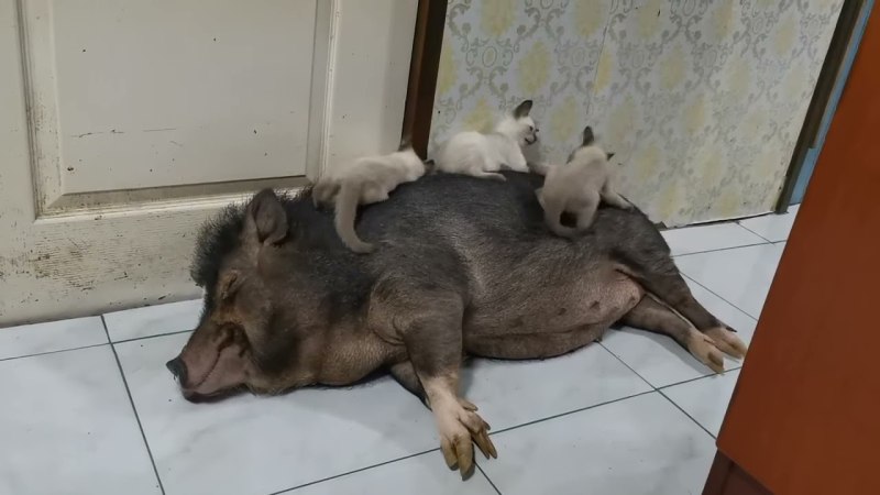 Спящий кабанчик