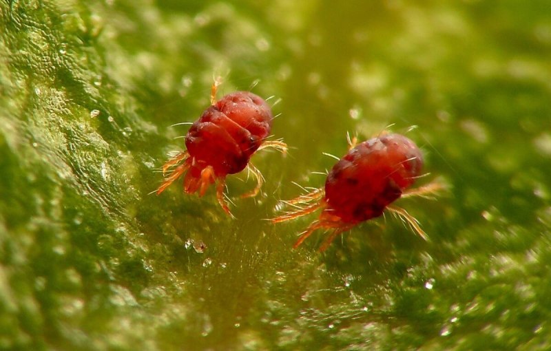Паутинный клещ (Tetranychus urticae