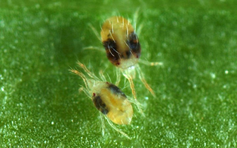 Обыкновенный паутинный клещ Tetranychus urticae