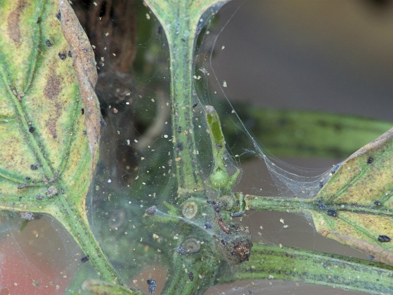 Обыкновенный паутинный клещ Tetranychus urticae