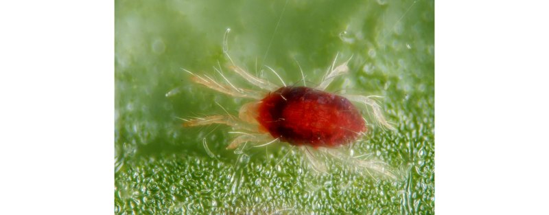 Красный паутинный клещ Tetranychus cinnabarinus