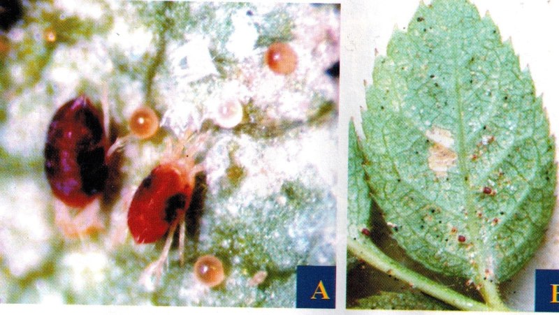 Паутинный клещ Tetranychus Telarius