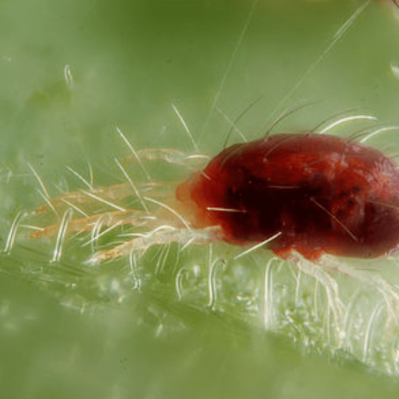 Tetranychus urticae