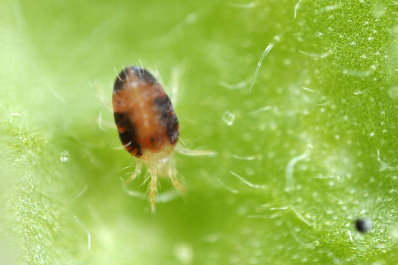 Паутинный клещ (Tetranychus urticae