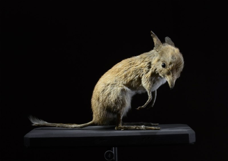 Chaeropus ecaudatus