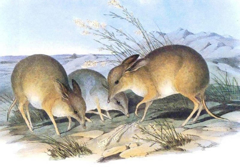 Chaeropus ecaudatus