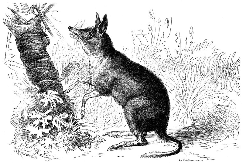 Chaeropus ecaudatus