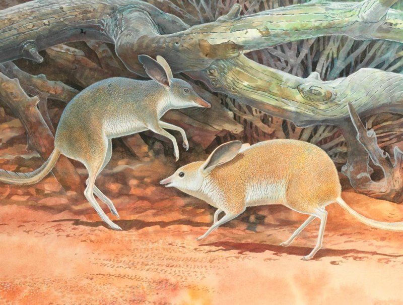 Chaeropus ecaudatus