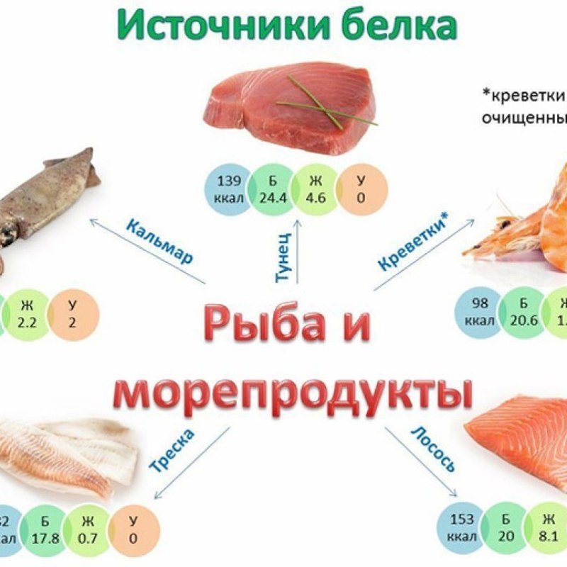 Основные пищевые источники белка