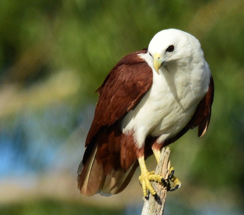 Браминский Коршун (Haliastur Indus)