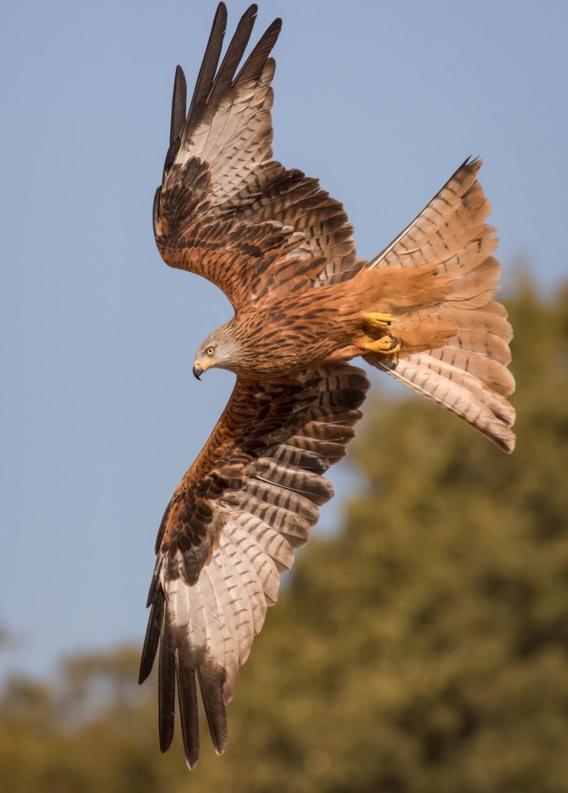 Красный Коршун Milvus Milvus
