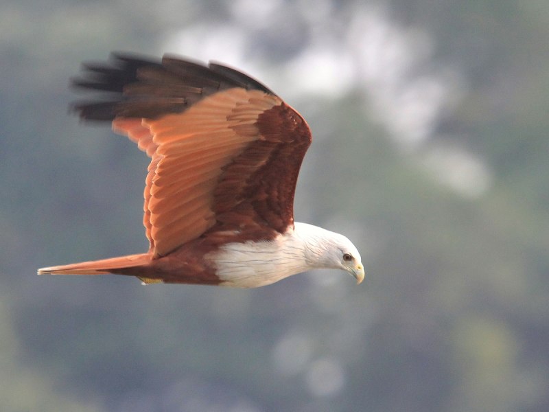 Браминский Коршун (Haliastur Indus)