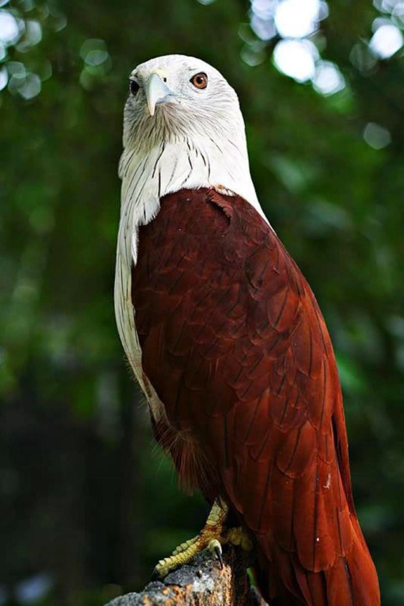 Nisaetus bartelsi