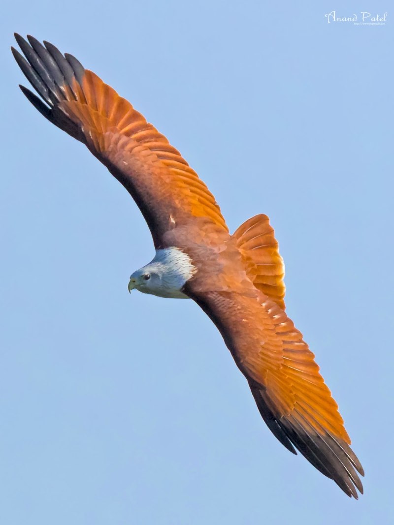 Brahminy Kite