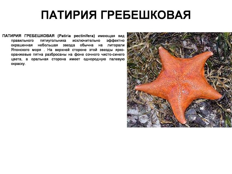 Гребешковые патирии
