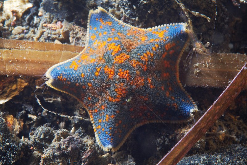 Asterina pectinifera