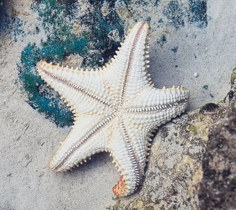 Морская звезда Lunckia Columbiae