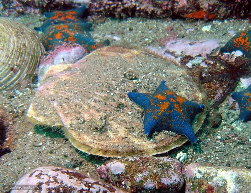 Обитатели японского моря