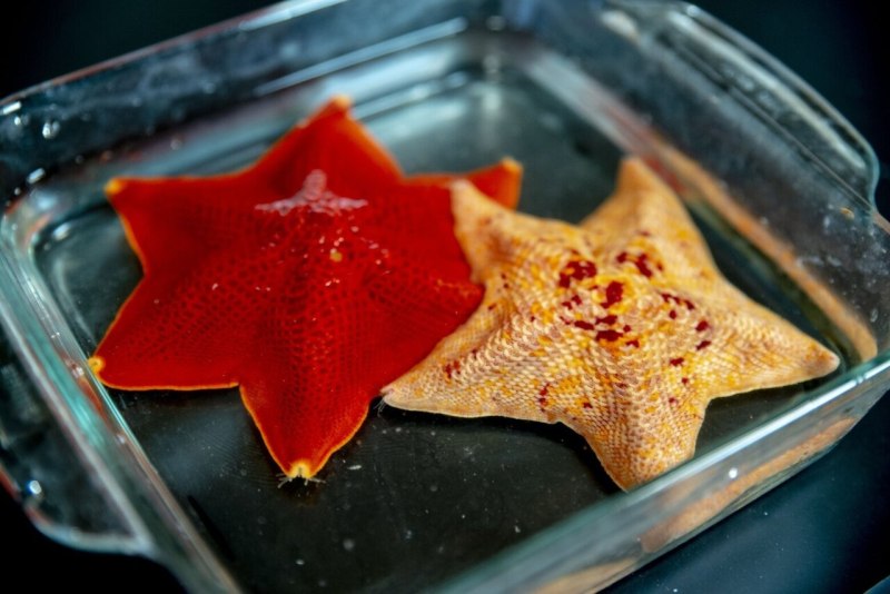 Морская звезда патирия