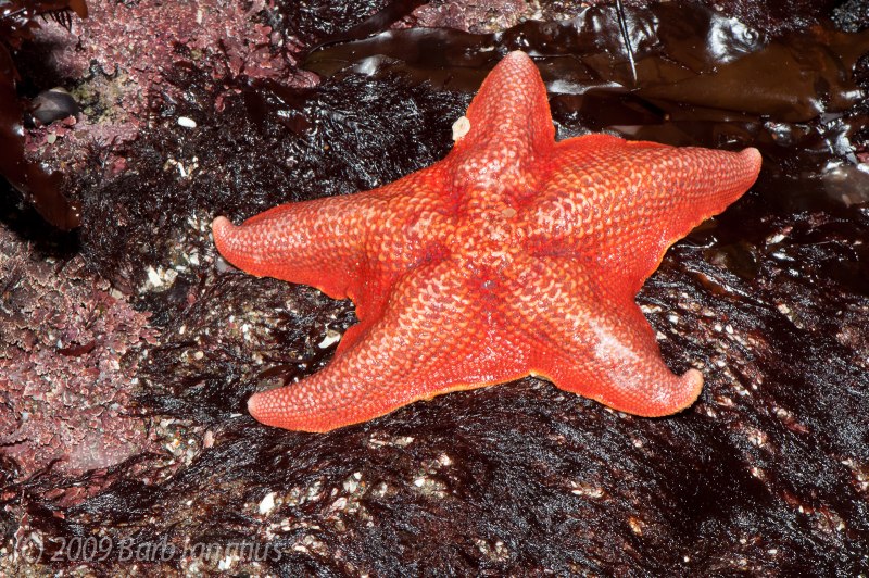 Морские звезды Asterina