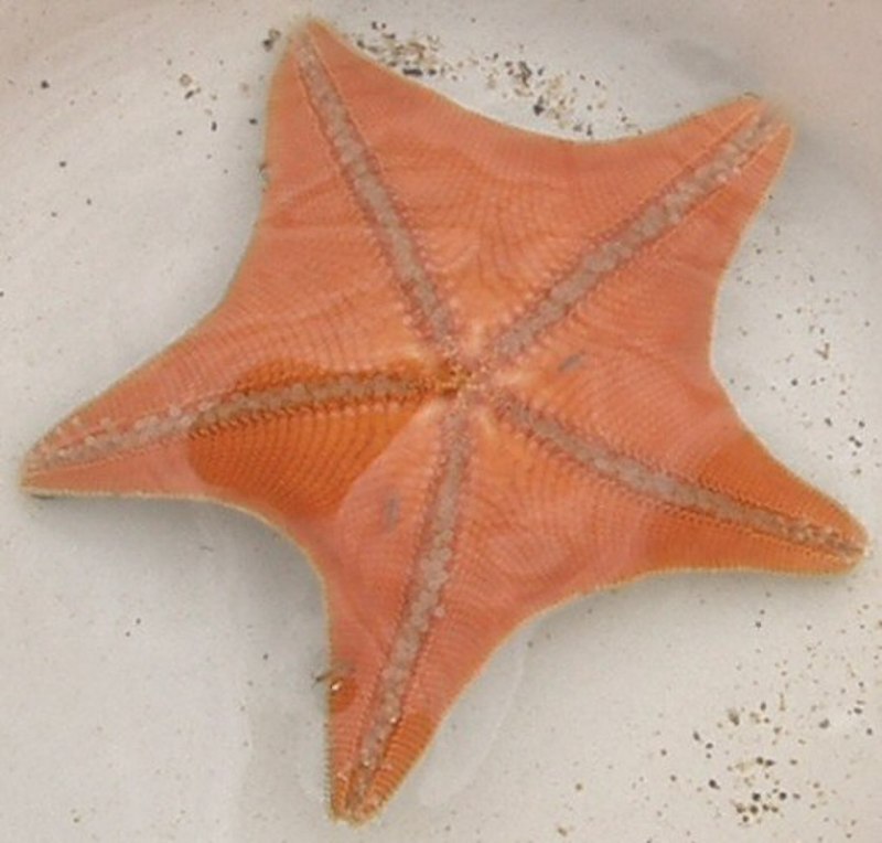 Asterina pectinifera