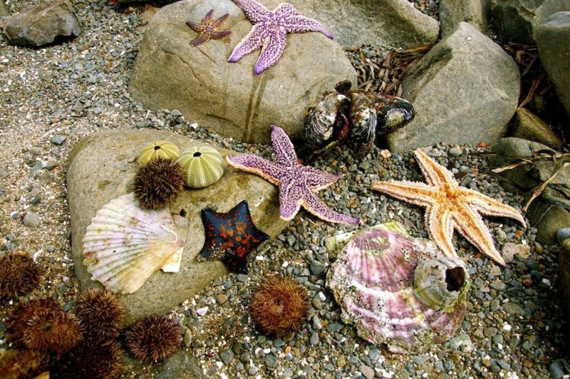 Морские звезды японского моря
