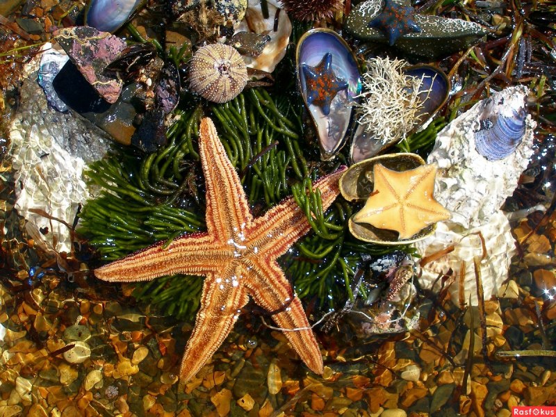 Приморская морская звезда