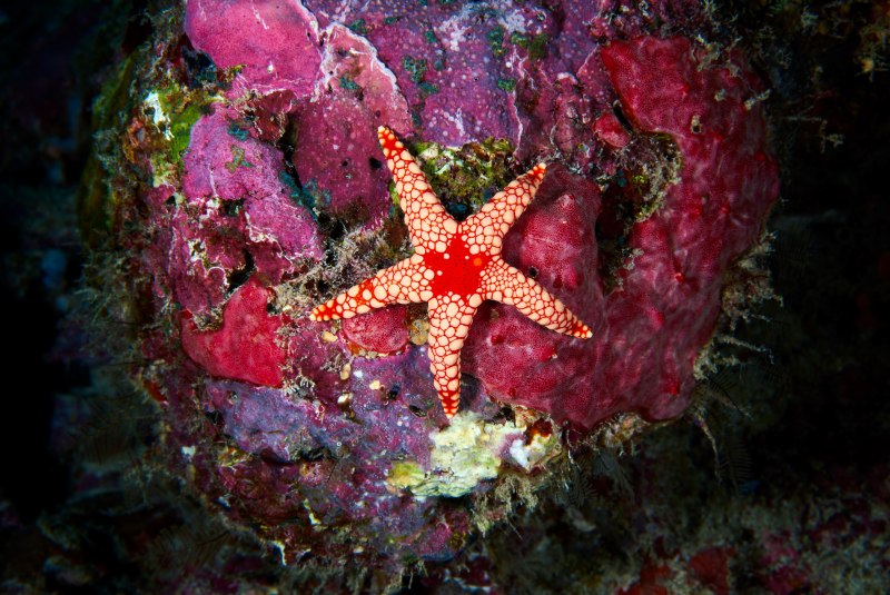 Евастерия сетчатая морская звезда