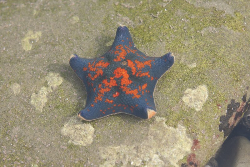 Обитатели японского моря патирия