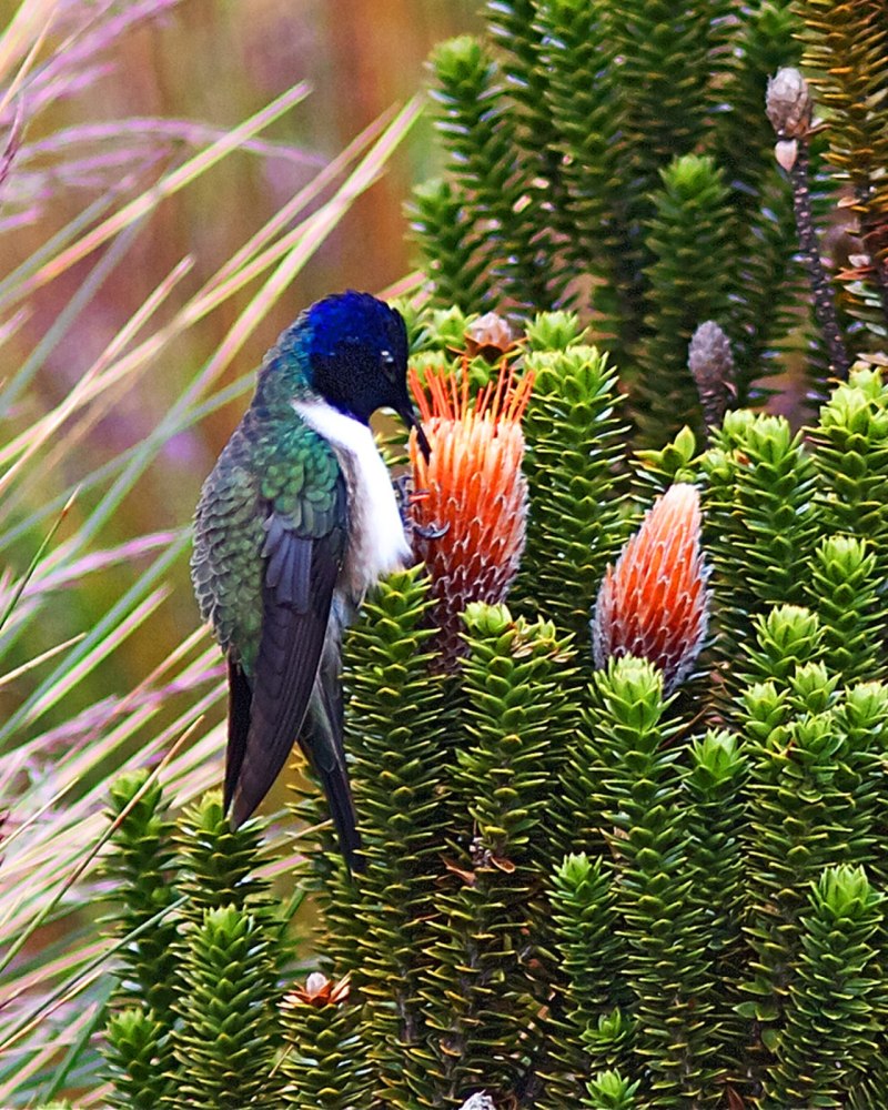 Oreotrochilus Chimborazo