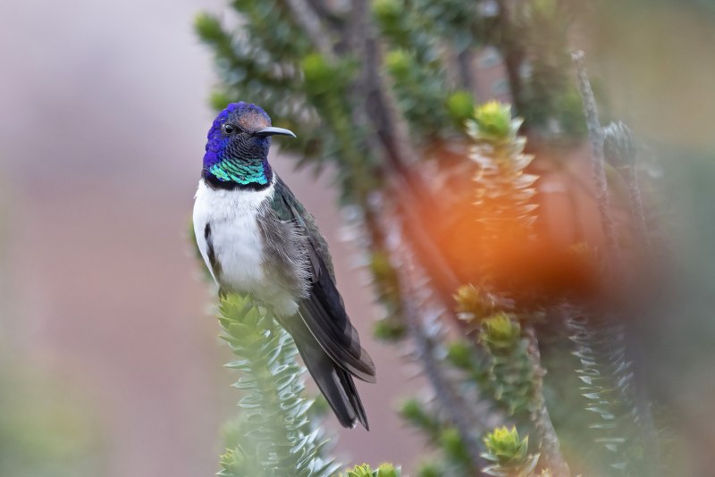 Oreotrochilus Chimborazo