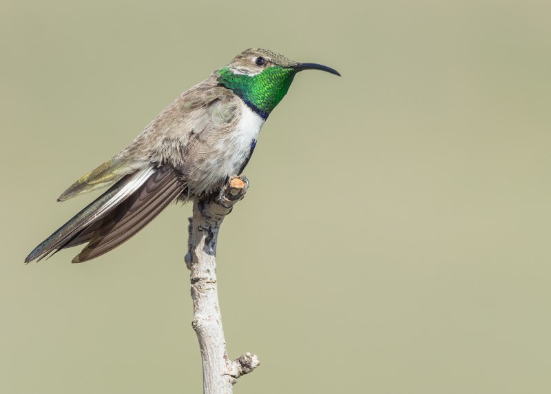 Колибри Oreotrochilus Estella