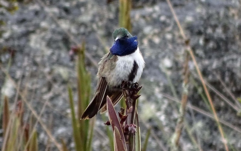 Oreotrochilus cyanolaemus