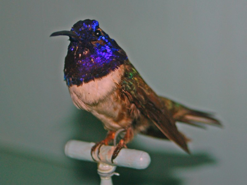 Oreotrochilus Chimboraso