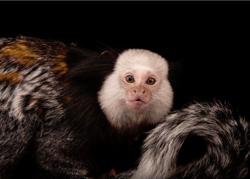 Callithrix geoffroyi