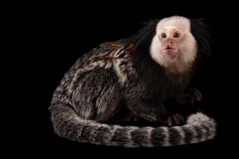 Callithrix geoffroyi