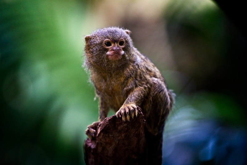 Cebuella pygmaea цена