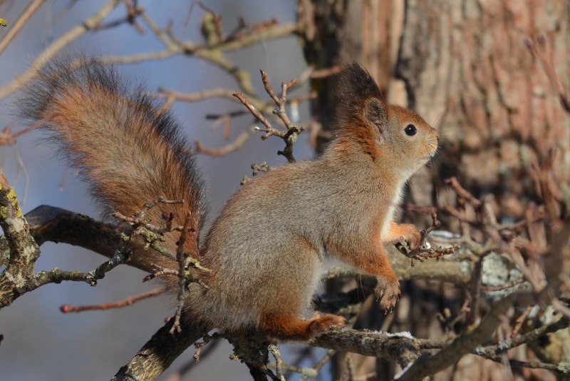 Sciurus vulgaris