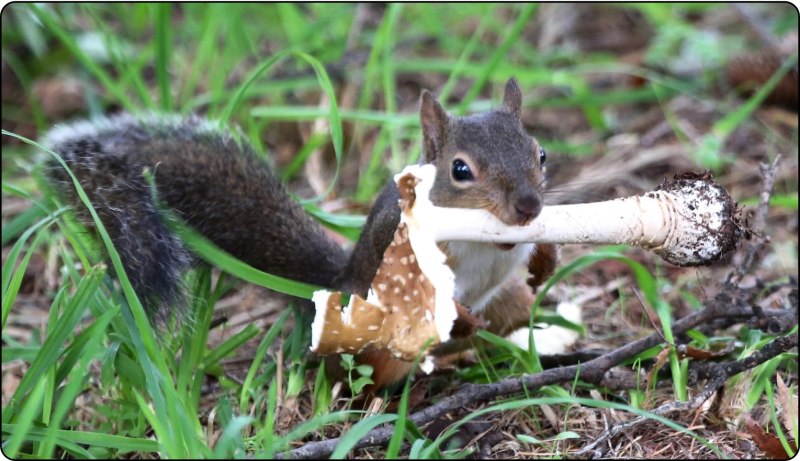 Японская белка Sciurus Lis