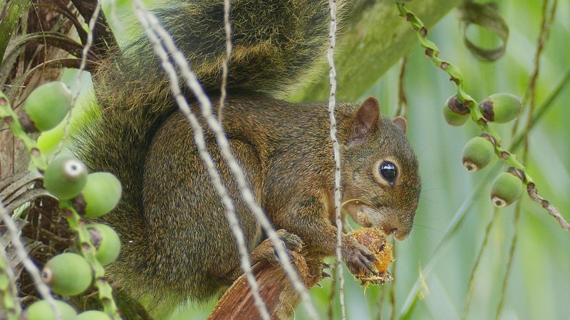 Sciurus aestuans