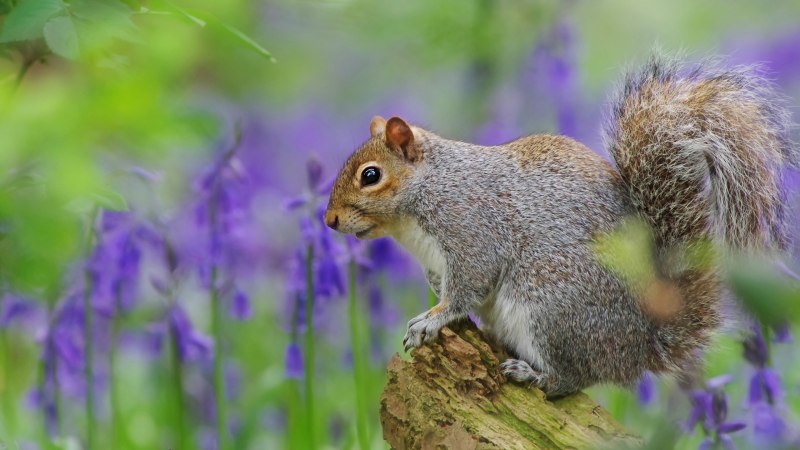 Squirrel Flower музыкант