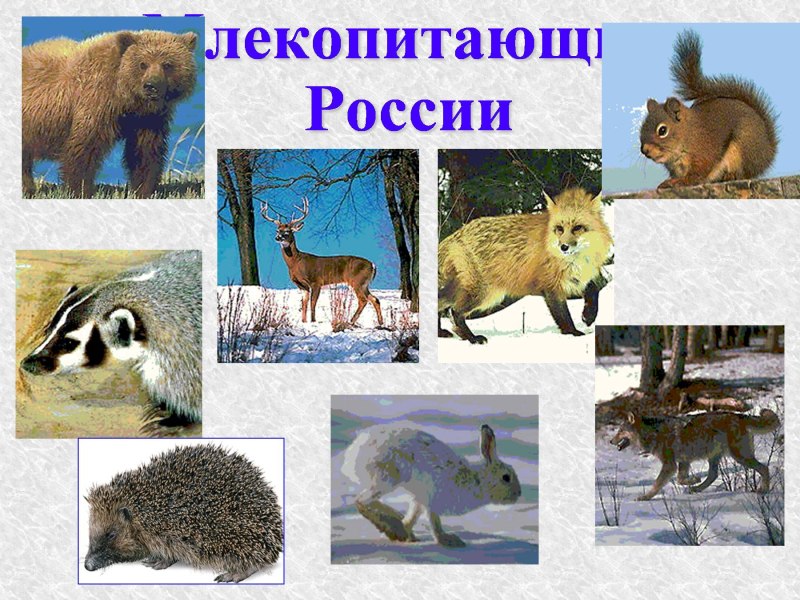 Млекопитающие животные России