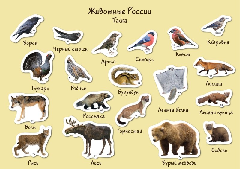 Животные названия