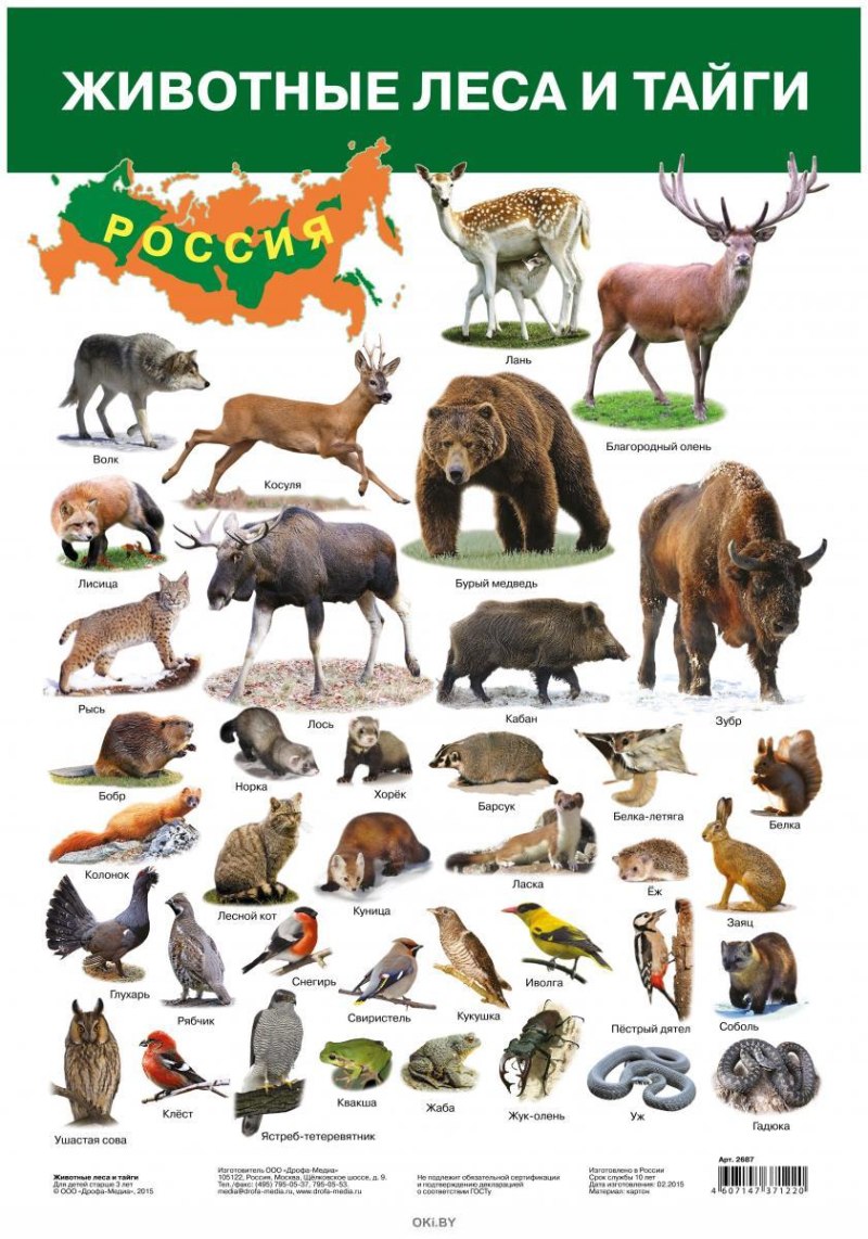 Животные России картинки