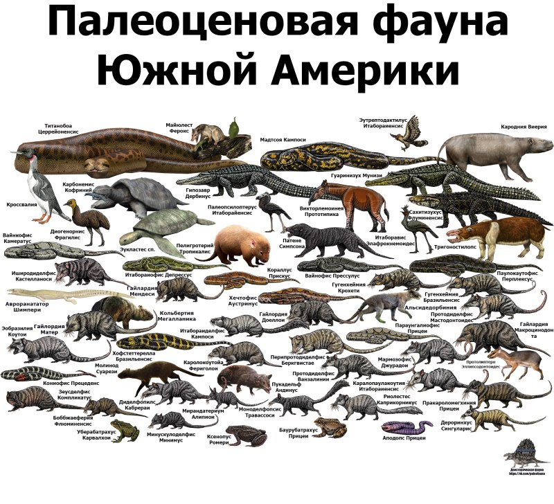 Палеоценовая фауна Северной Америки